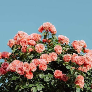 Meet your Posher, Brenna